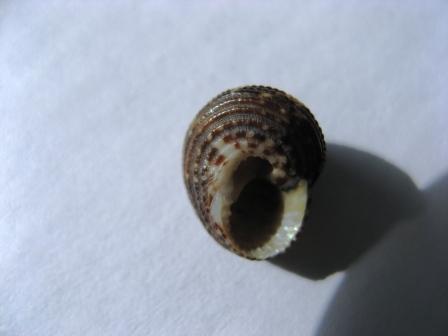 Che cos''� Clanculus crociatus?